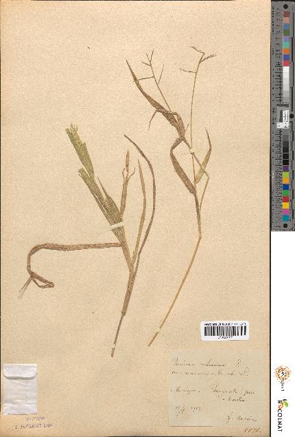 spécimen de Panicum miliaceum