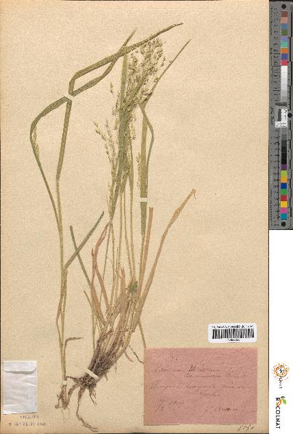 spécimen de Panicum miliaceum