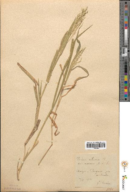 spécimen de Panicum miliaceum