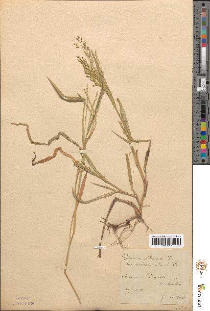 spécimen de Panicum miliaceum