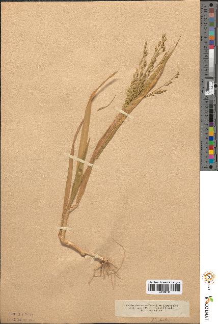 spécimen de Panicum miliaceum