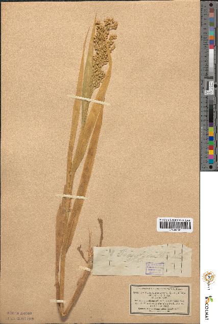 spécimen de Panicum miliaceum