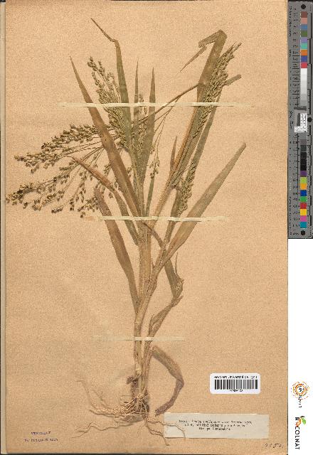 spécimen de Panicum miliaceum