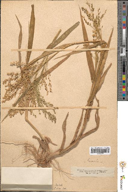 spécimen de Panicum miliaceum