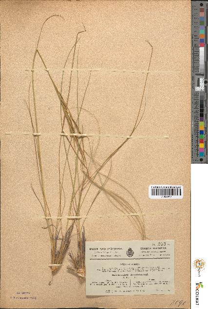 spécimen de Stipa eriocaulis