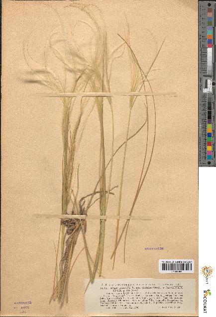 spécimen de Stipa pennata