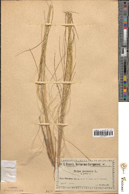 spécimen de Stipa pennata