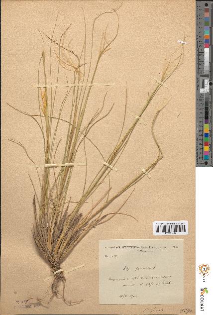 spécimen de Stipa pennata