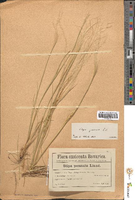 spécimen de Stipa pennata