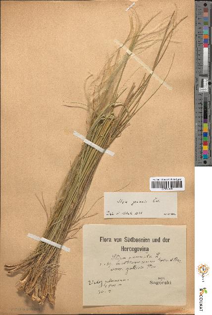 spécimen de Stipa pennata