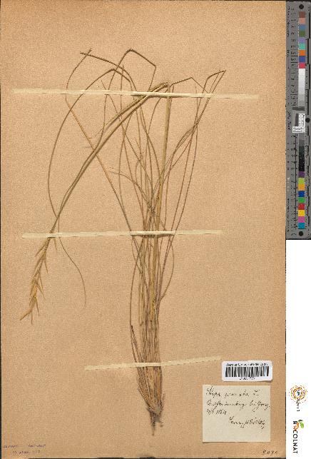 spécimen de Stipa pennata