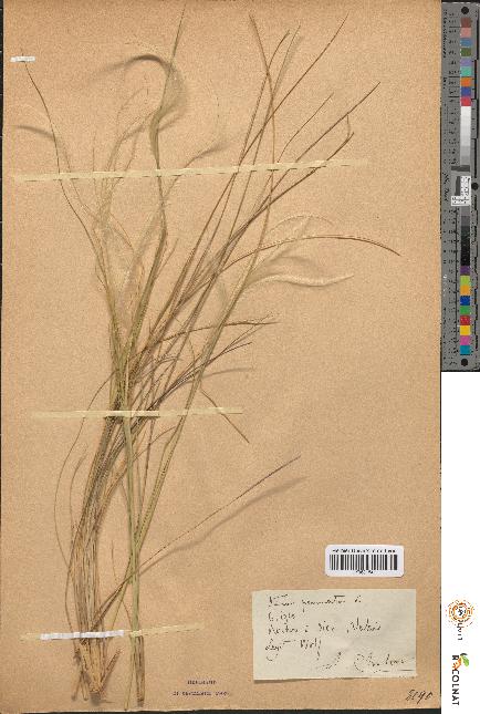 spécimen de Stipa pennata