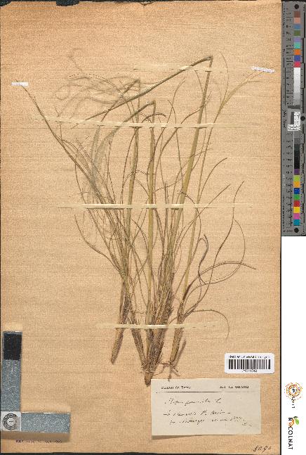 spécimen de Stipa pennata