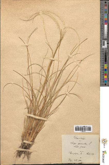 spécimen de Stipa pennata