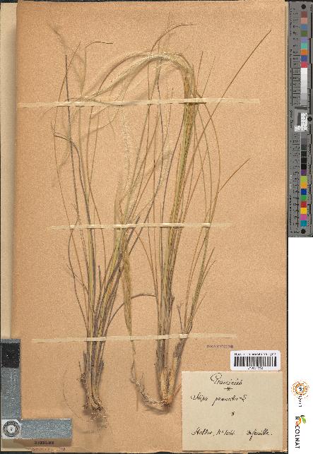 spécimen de Stipa pennata