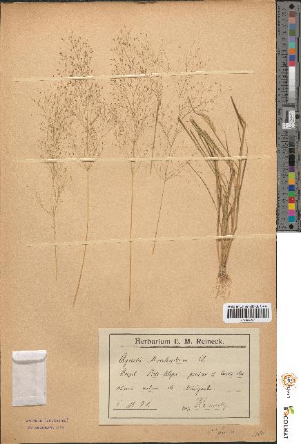 spécimen de Agrostis montevidensis