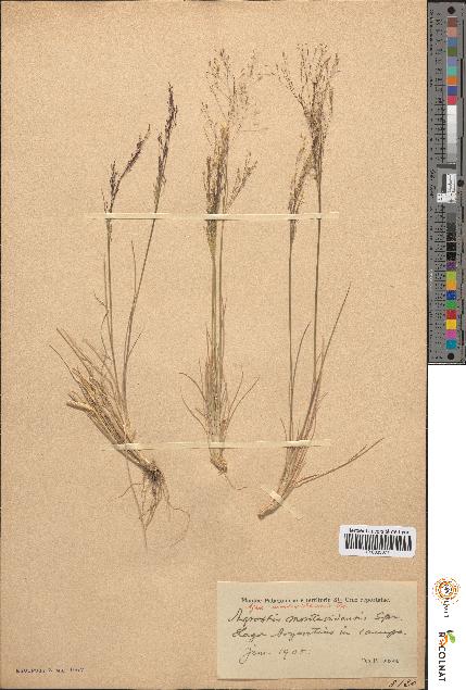 spécimen de Agrostis montevidensis