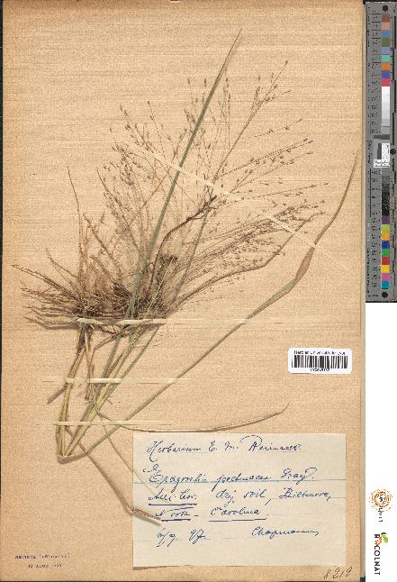 spécimen de Eragrostis pectinacea