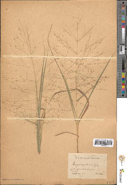 spécimen de Eragrostis pectinacea