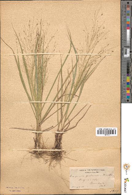 spécimen de Eragrostis pectinacea