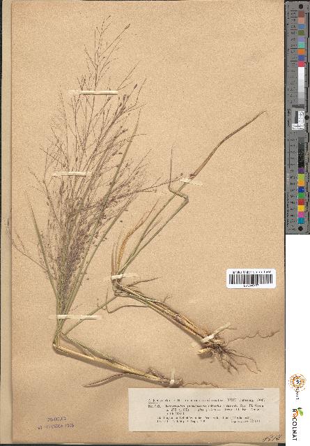 spécimen de Eragrostis pectinacea