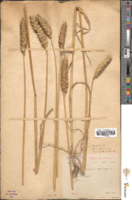 spécimen de Triticum hybernum