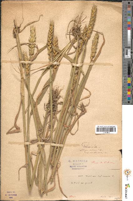 spécimen de Triticum hybernum