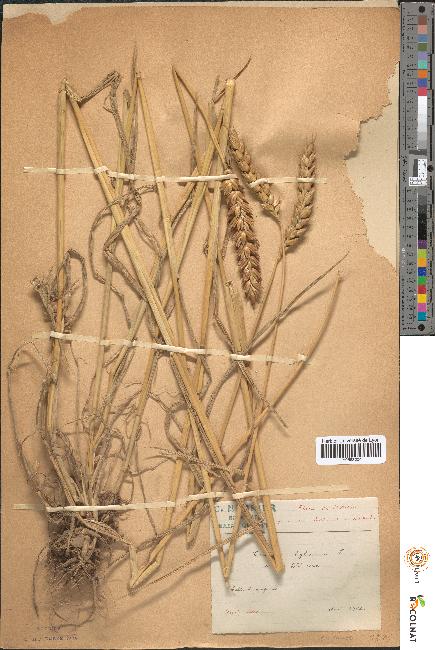 spécimen de Triticum hybernum