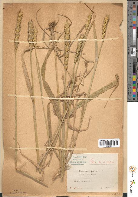 spécimen de Triticum hybernum