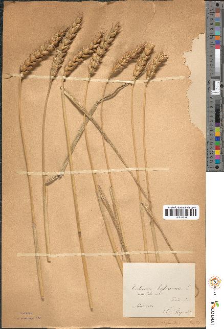 spécimen de Triticum hybernum