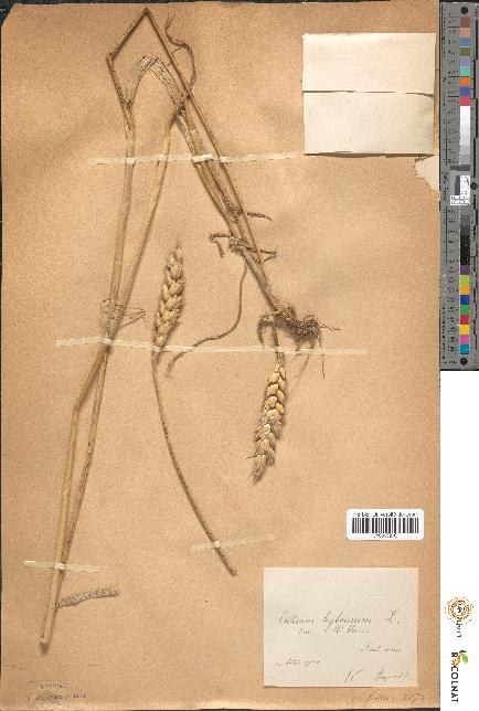 spécimen de Triticum hybernum