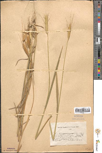 spécimen de Triticum monococcum