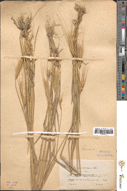 spécimen de Triticum monococcum