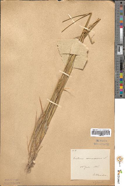 spécimen de Triticum monococcum