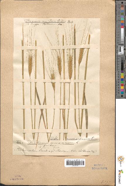 spécimen de Triticum monococcum