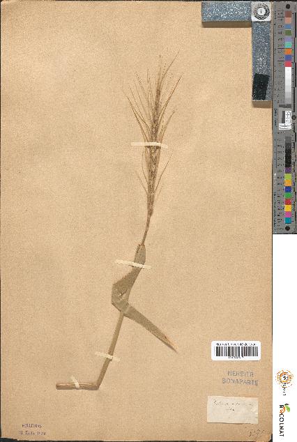 spécimen de Triticum monococcum