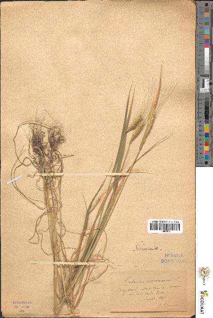 spécimen de Triticum monococcum