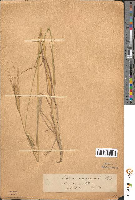 spécimen de Triticum monococcum