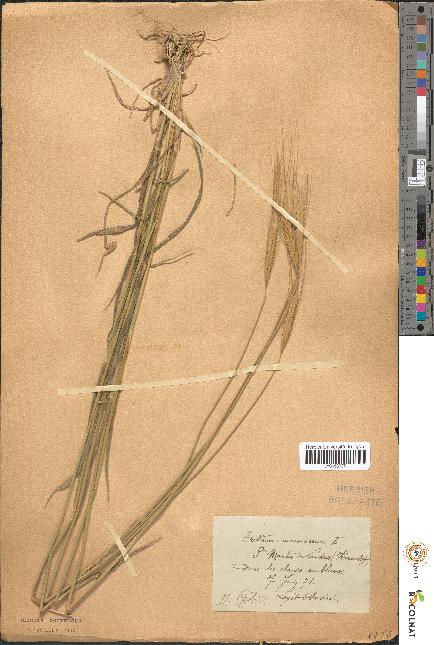 spécimen de Triticum monococcum