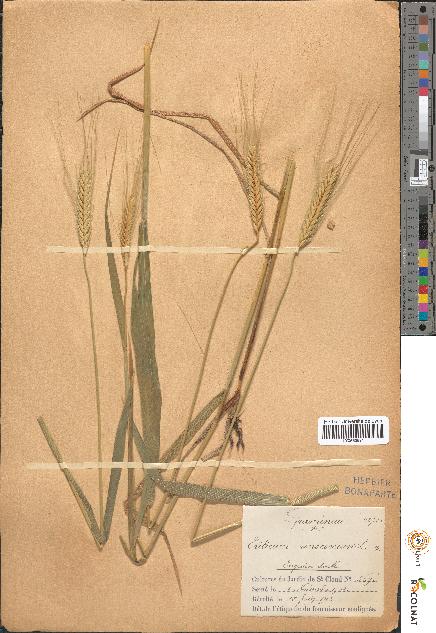 spécimen de Triticum monococcum