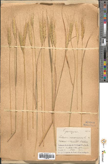 spécimen de Triticum monococcum