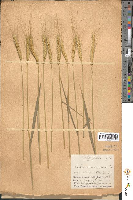 spécimen de Triticum monococcum