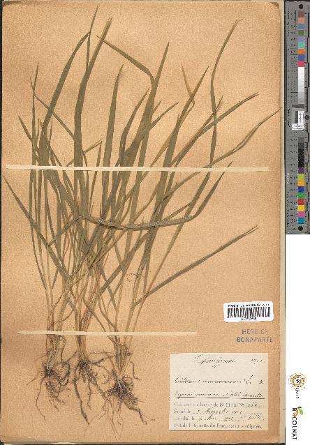 spécimen de Triticum monococcum