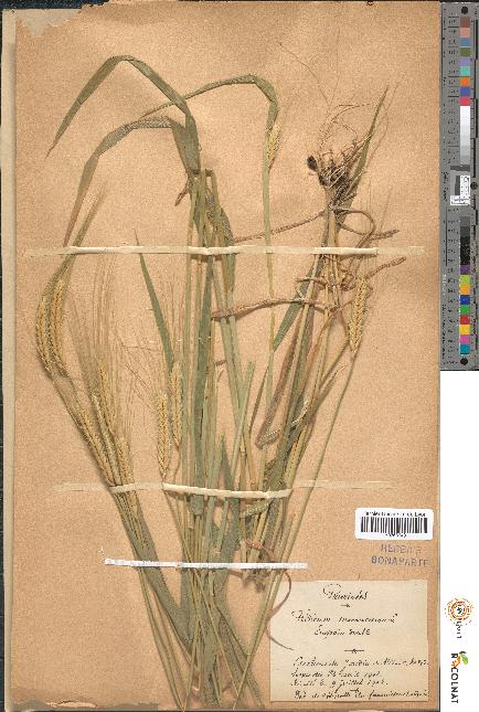 spécimen de Triticum monococcum