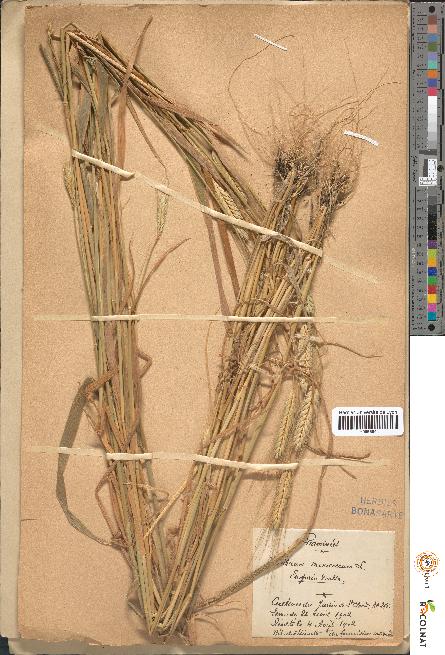 spécimen de Triticum monococcum