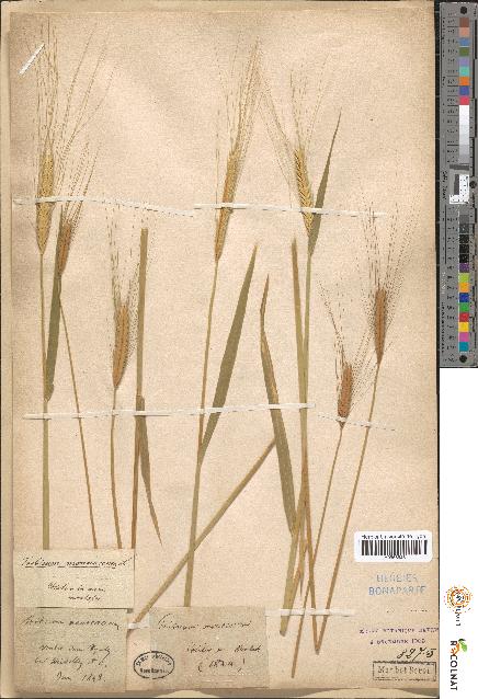 spécimen de Triticum monococcum