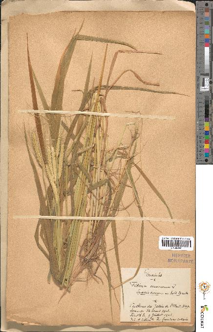 spécimen de Triticum monococcum