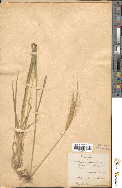 spécimen de Triticum monococcum