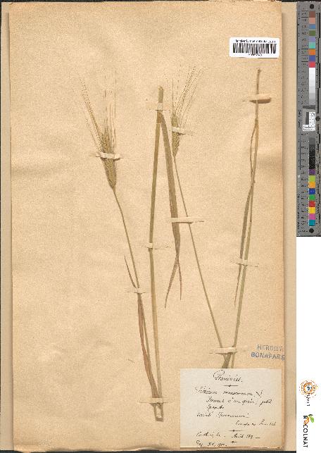 spécimen de Triticum monococcum