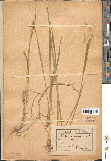 spécimen de Triticum monococcum